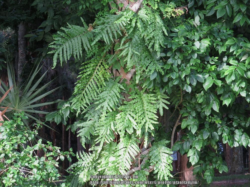 Photo of Cabbage Palm Fern (Phlebodium aureum) uploaded by plantladylin