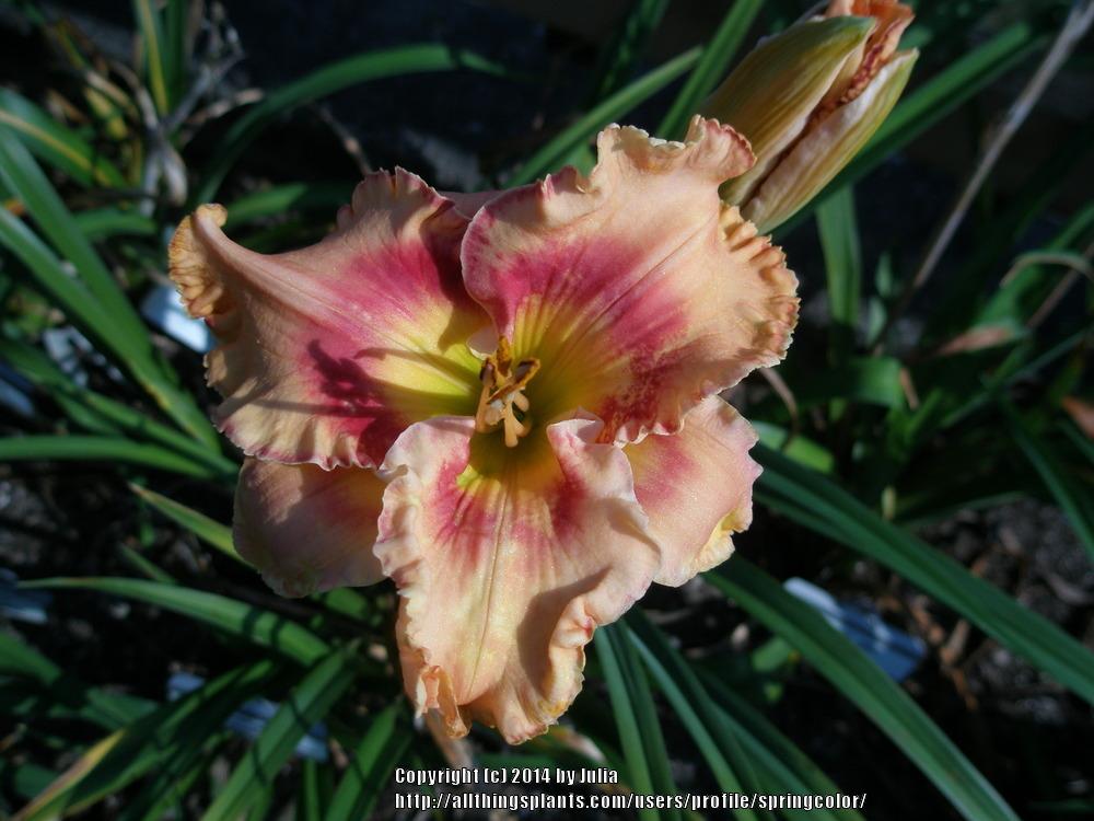 Photo of Daylily (Hemerocallis 'Lillian's Clockwork Orange') uploaded by springcolor