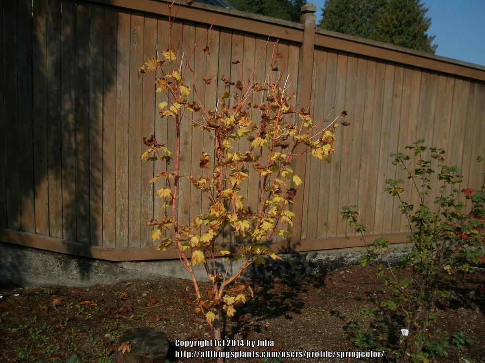Photo of Vine Maple (Acer circinatum 'Pacific Fire') uploaded by springcolor