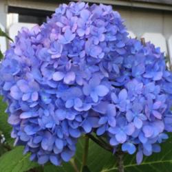 Location: My garden, central NJ, Zone 7A
Date: 9/22/14
Hydrangea Endless Summer on the last day of summer, 2014