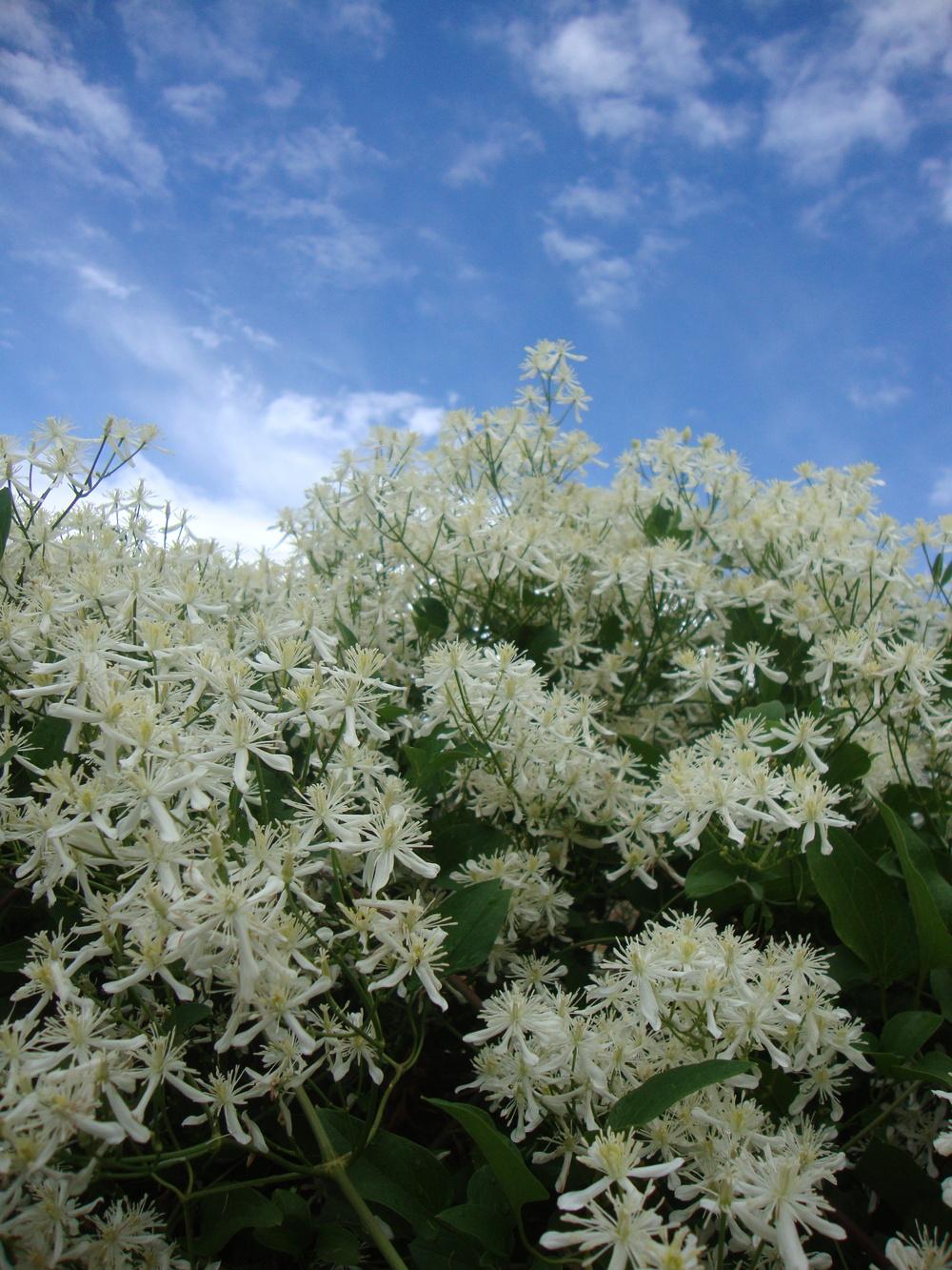 Photo of Sweet Autumn Clematis (Clematis terniflora) uploaded by Paul2032
