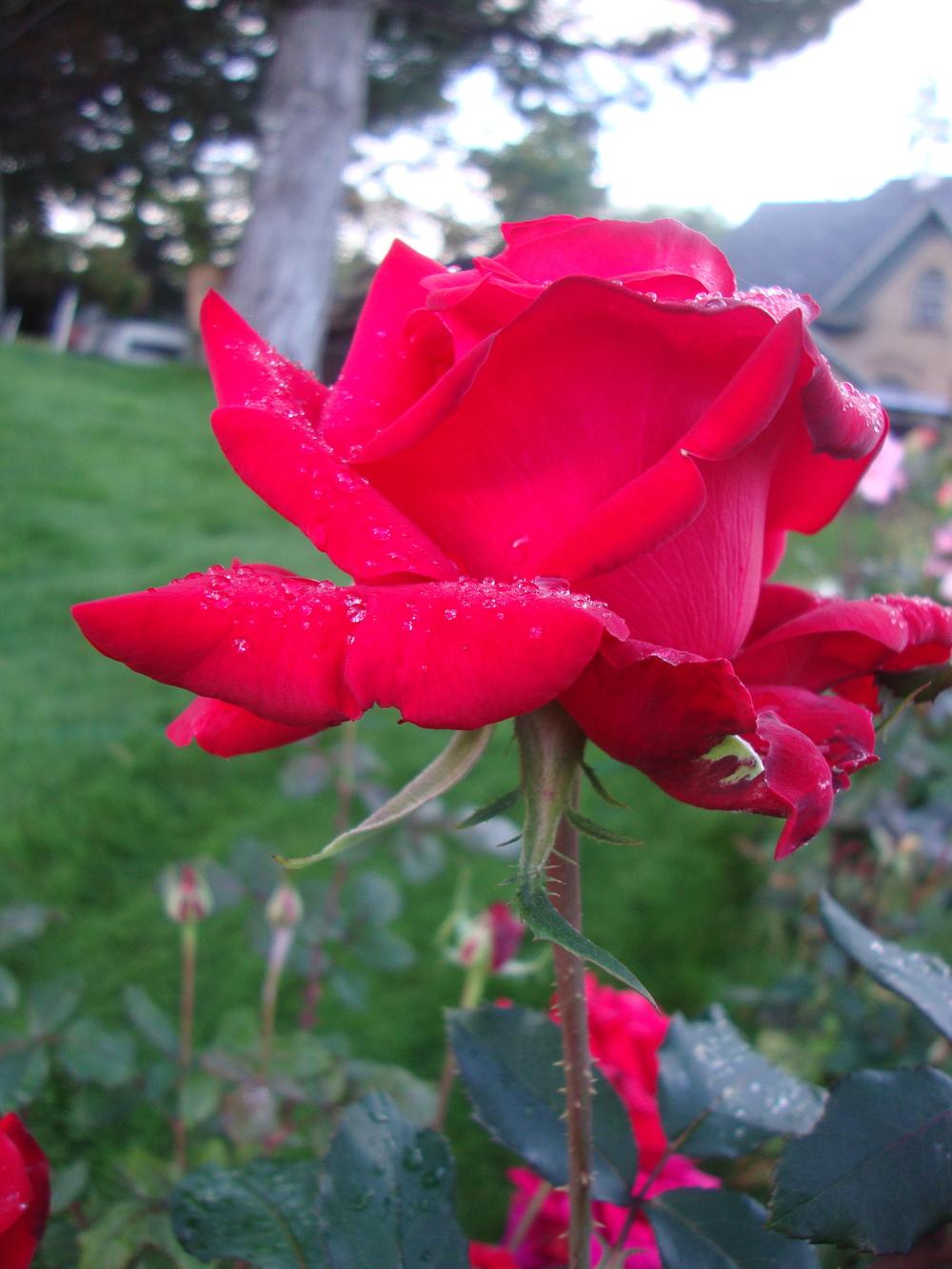 Photo of Rose (Rosa 'Let Freedom Ring') uploaded by Paul2032