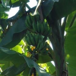Location: Savannah, Georgia, USA
Date: 2013-10-05
Banana fruit is possible in zone 8b