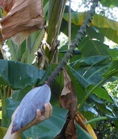 Photo of Dwarf Banana (Musa acuminata 'Dwarf Namwah') uploaded by greene