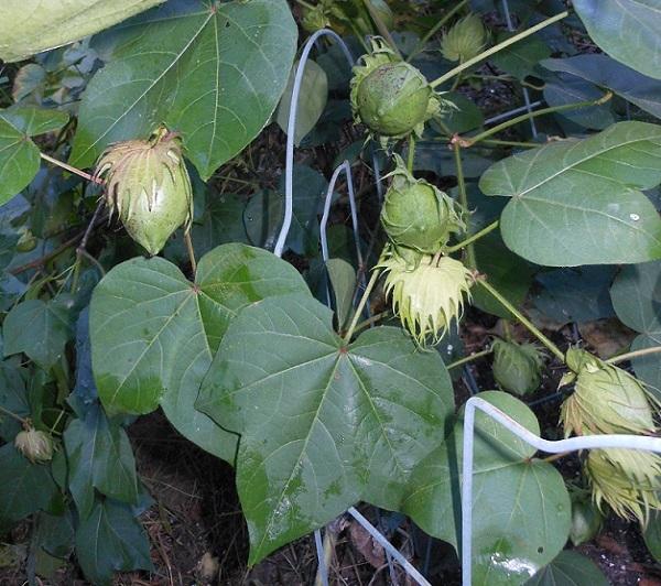 Photo of Upland Cotton (Gossypium hirsutum) uploaded by greene