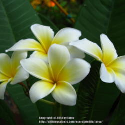 Location: In our garden - San Joaquin County, CA
Date: 2014-09-22
Plumeria rubra 'Celadine' first time bloom