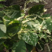 Close Up of foliage and blooms of Variegated Japanese Knotwood (F