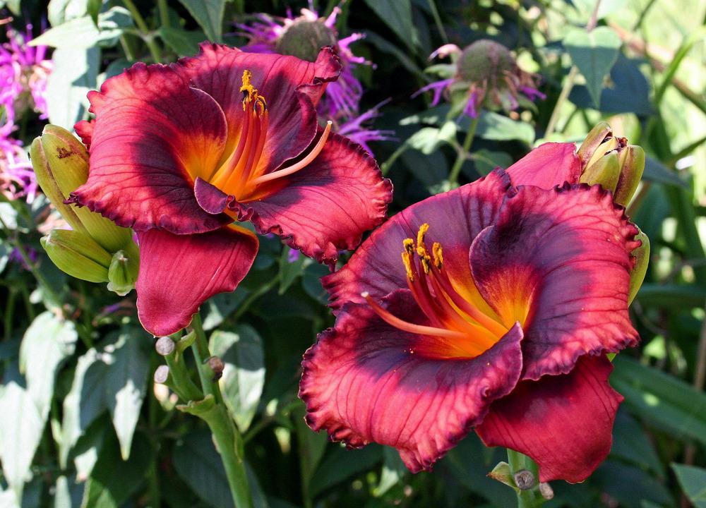 Photo of Daylily (Hemerocallis 'Spacecoast Technical Knock Out') uploaded by floota
