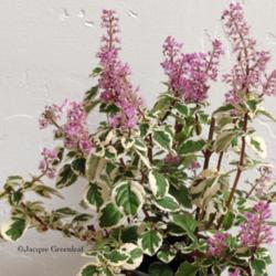 
Date: 21 Sept 2014
Variety name seems to be 'Candy Kisses'. Four-inch pot, plant is 