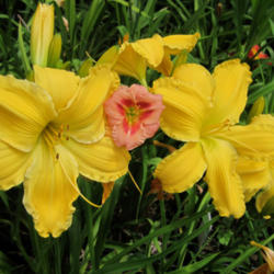 Location: Rainbow DAylilies & Irises Garden
Date: 2011
Glow Monster clumped with a smaller Eye Declare cultivar to compa