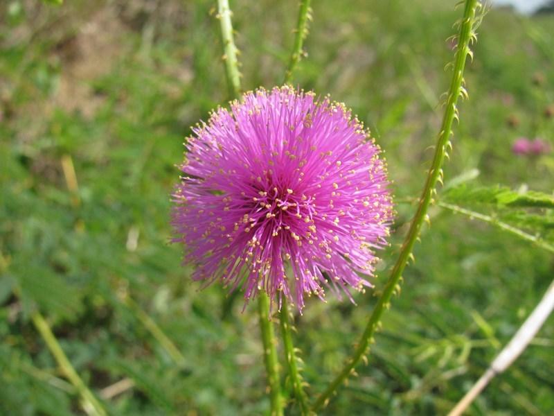Photo of Porcupine Mimosa (Mimosa hystricina) uploaded by Horntoad
