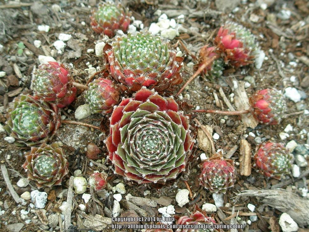 Photo of Hen and Chick (Sempervivum 'Donar Rose') uploaded by springcolor