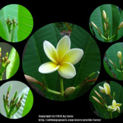 Location: In our garden - San Joaquin County, CA
Date: whole month of September 2014
Watching Plumeria Celadine bloom