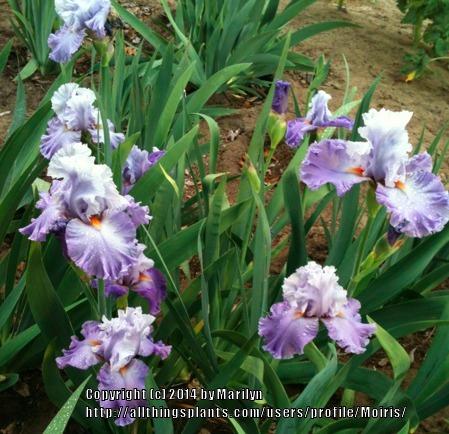 Photo of Tall Bearded Iris (Iris 'Babylon Queen') uploaded by Moiris