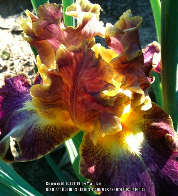 Photo of Tall Bearded Iris (Iris 'High Master') uploaded by Moiris