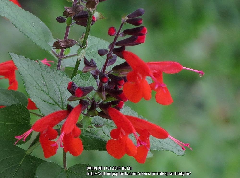 Photo of Scarlet Sage (Salvia coccinea) uploaded by plantladylin