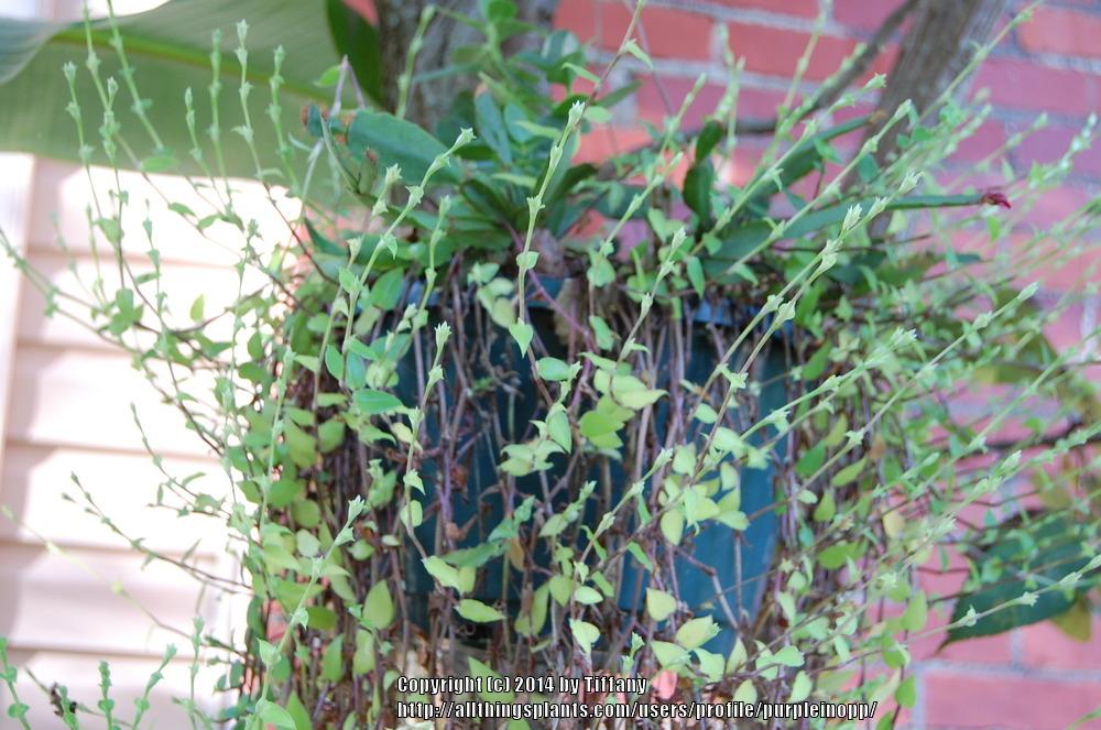 Photo of Inch Plant (Callisia cordifolia) uploaded by purpleinopp