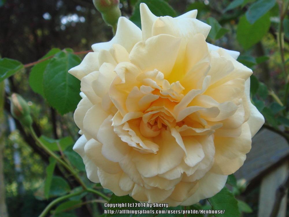 Photo of Hybrid Musk Rose (Rosa 'Buff Beauty') uploaded by Henhouse