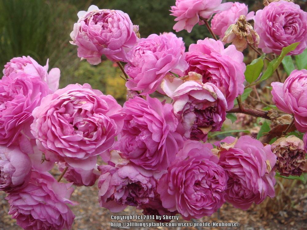 Photo of Rose (Rosa 'Vineyard Song') uploaded by Henhouse