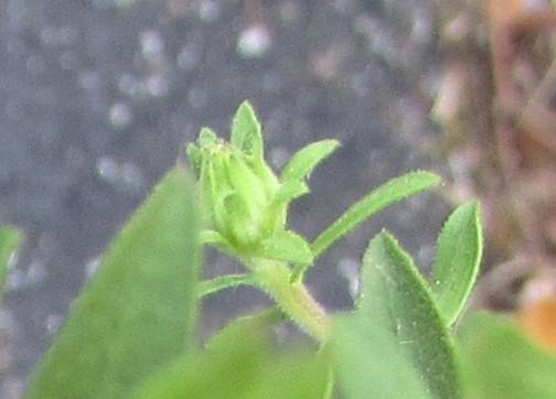 Photo of Purple Verbena (Verbena canadensis 'Homestead Purple') uploaded by SongofJoy