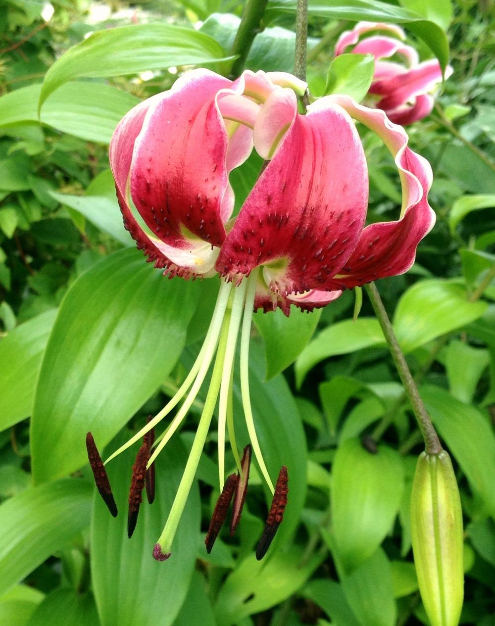 Photo of Lily (Lilium 'Black Beauty') uploaded by bxncbx