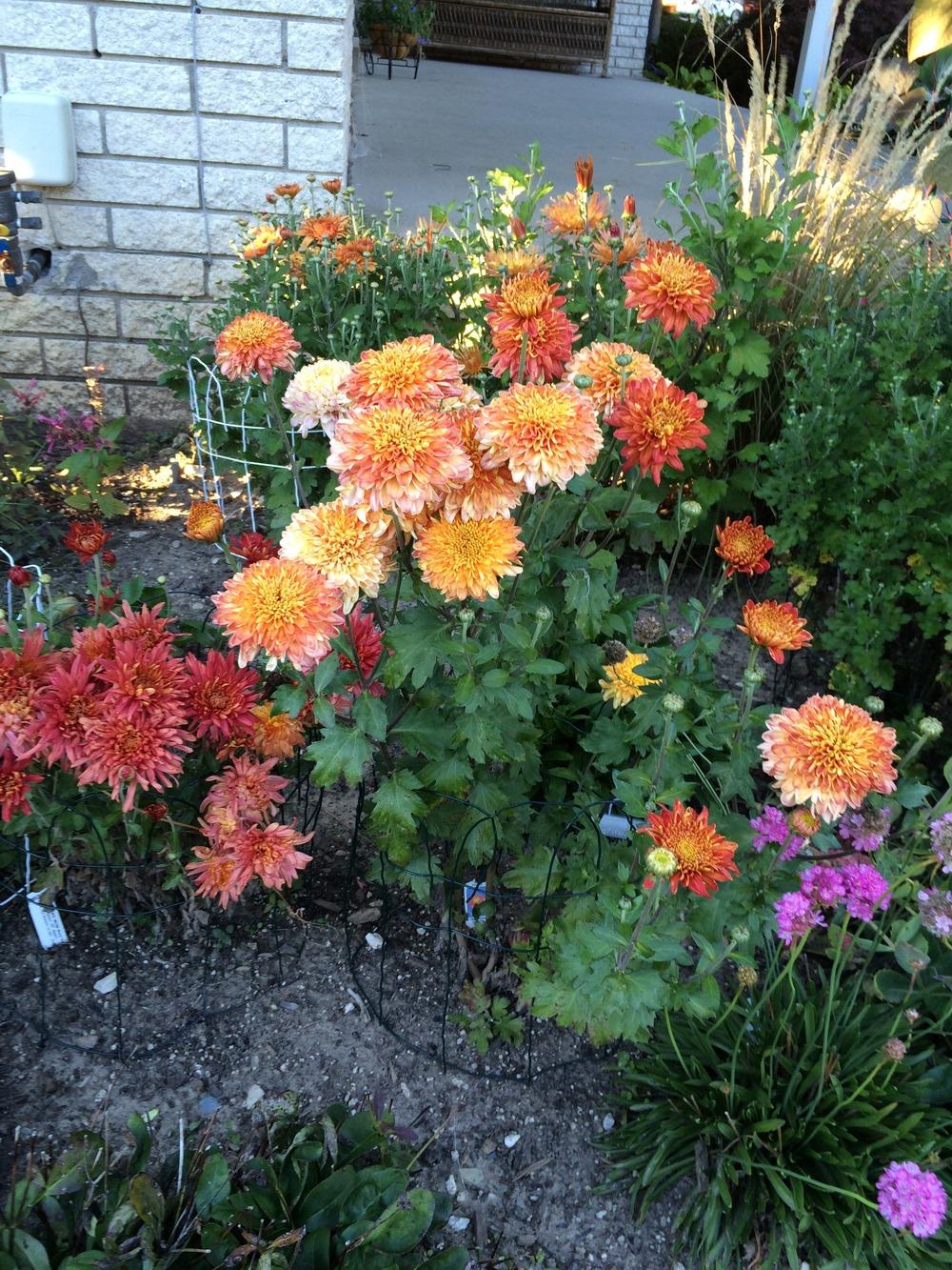 Photo of Chrysanthemum uploaded by jvdubb