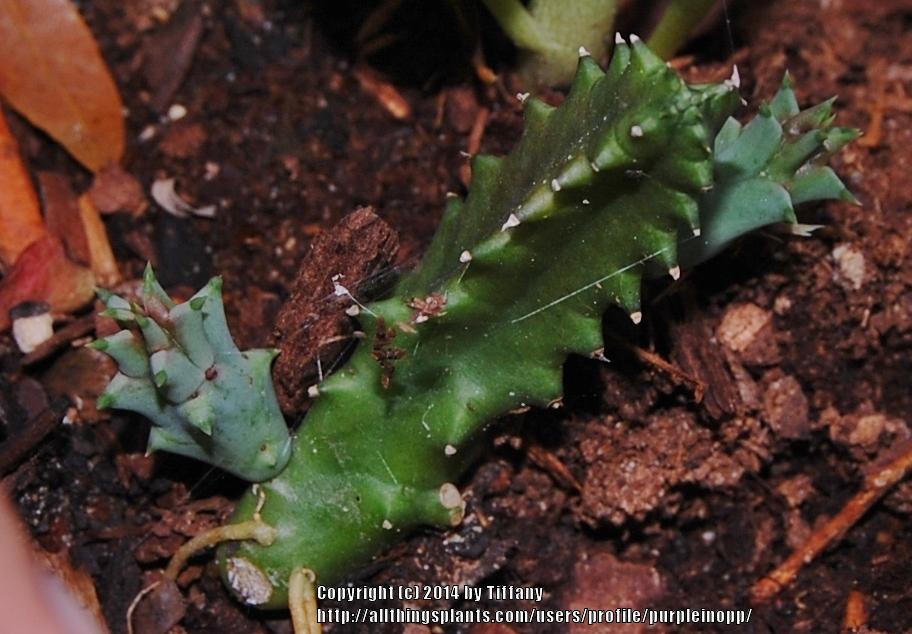 Photo of Lifesaver Plant (Ceropegia zebrina subsp. zebrina) uploaded by purpleinopp
