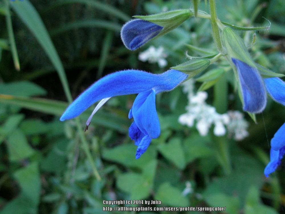 Photo of Gentian Sage (Salvia patens) uploaded by springcolor