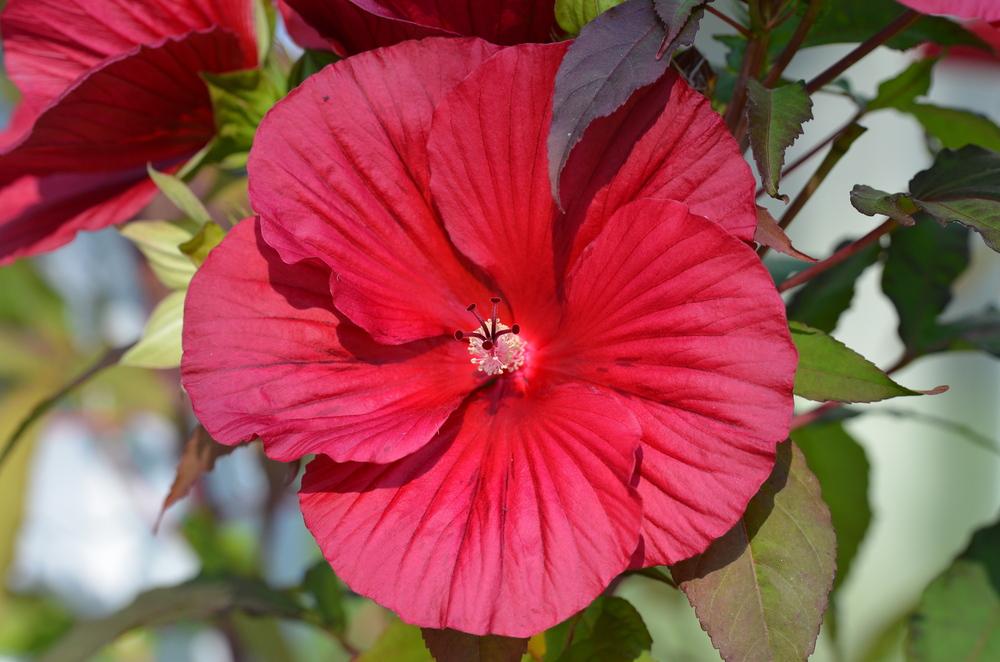Photo of Hybrid Hardy Hibiscus (Hibiscus 'Midnight Marvel') uploaded by Anne