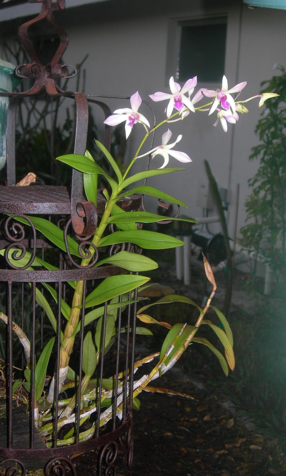 Photo of Orchid (Dendrobium) uploaded by Dutchlady1