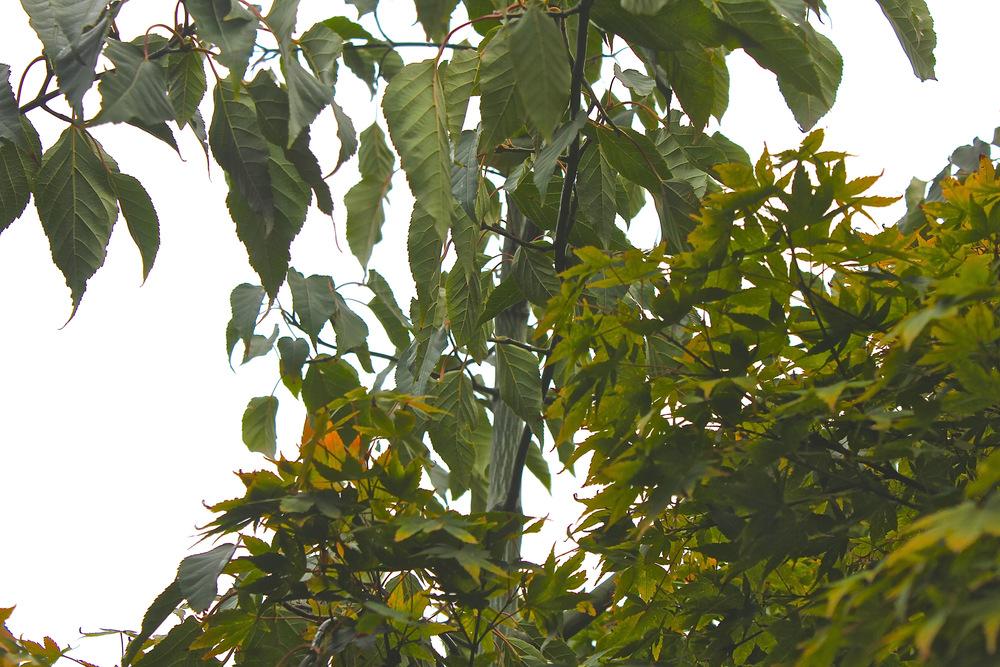 Photo of Snakebark Maple (Acer davidii 'Rosalie') uploaded by NEILMUIR1