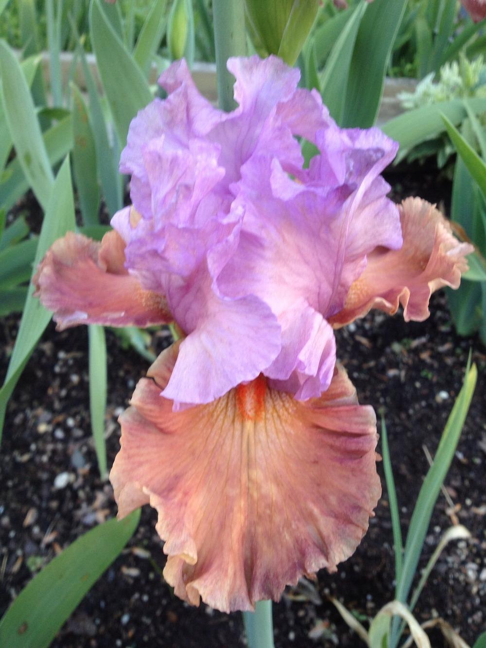 Photo of Tall Bearded Iris (Iris 'Adoree') uploaded by Njiris