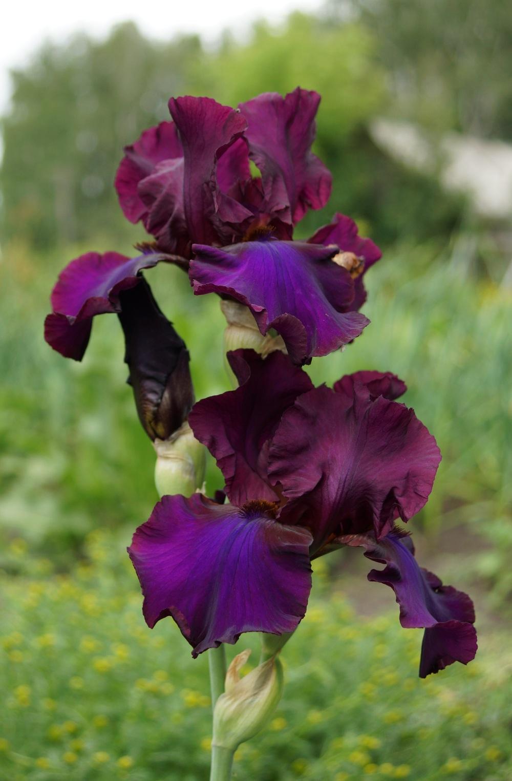 Photo of Tall Bearded Iris (Iris 'Gypsy Romance') uploaded by cinizmprotasov