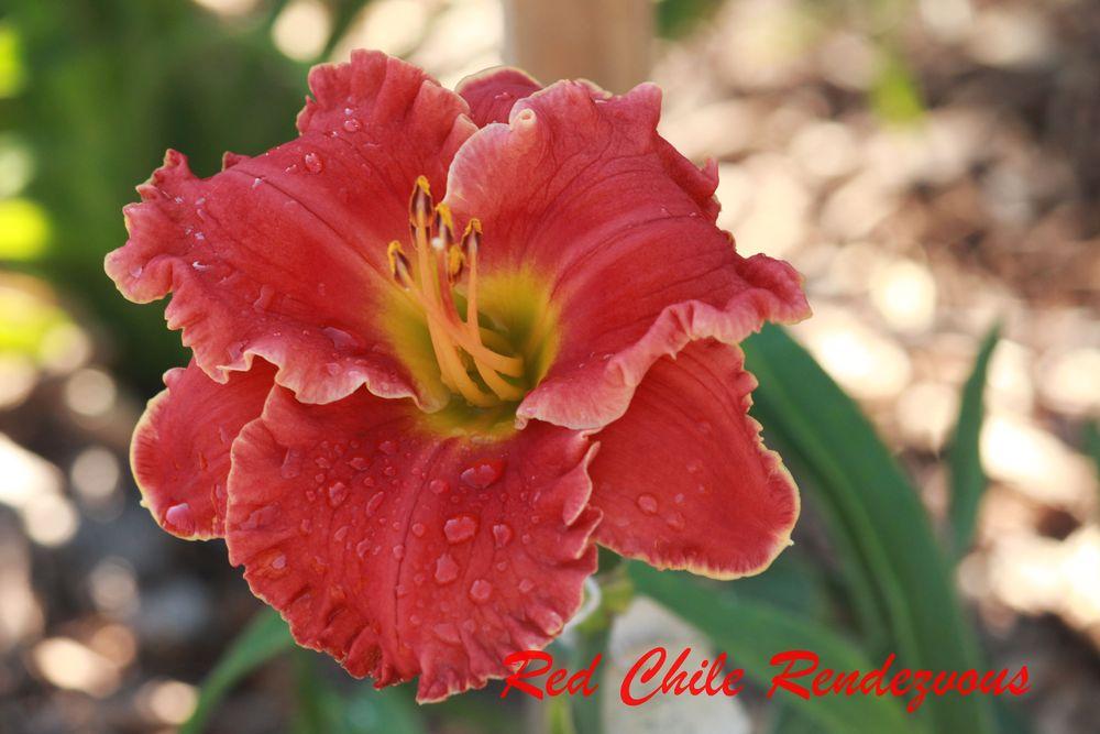 Photo of Daylily (Hemerocallis 'Red Chile Rendezvous') uploaded by tommy71