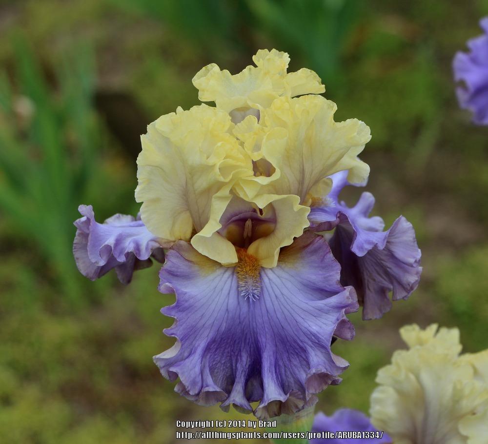 Photo of Tall Bearded Iris (Iris 'Dancing Days') uploaded by ARUBA1334