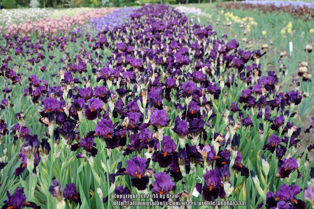 Photo of Tall Bearded Iris (Iris 'Sharp Dressed Man') uploaded by ARUBA1334