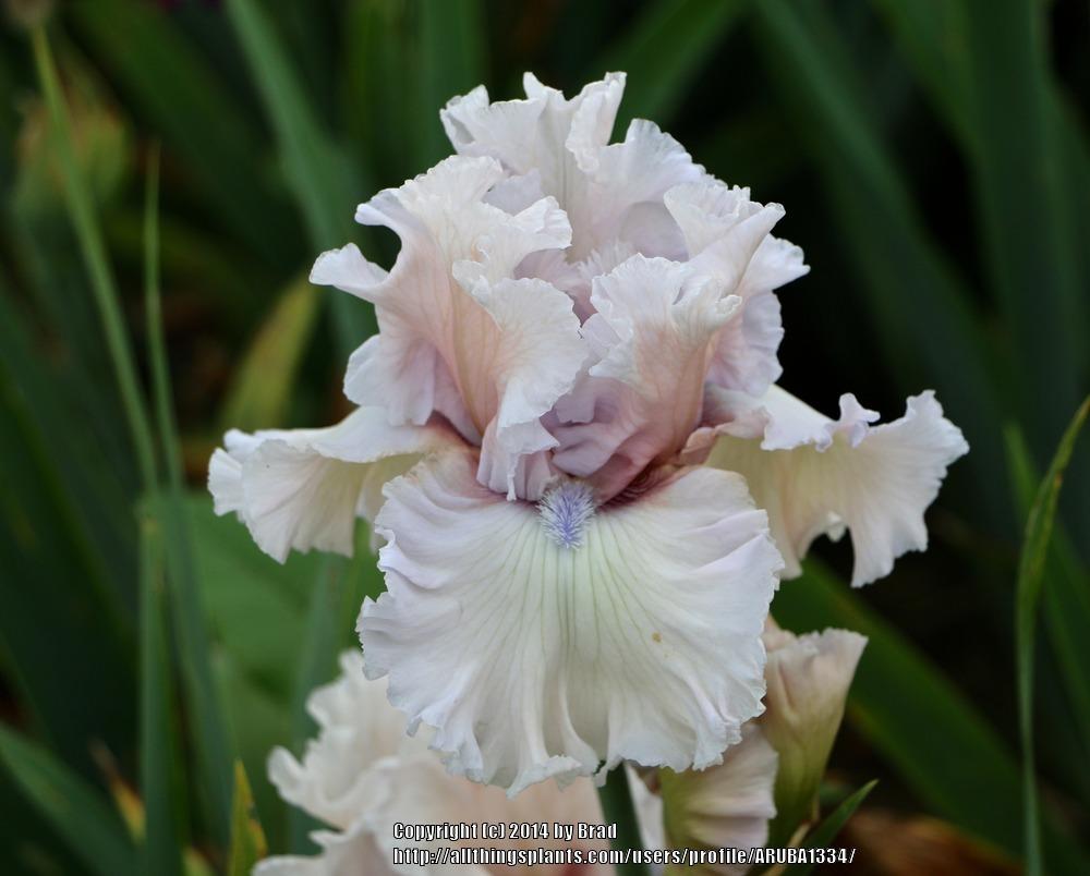 Photo of Tall Bearded Iris (Iris 'Beauty Within') uploaded by ARUBA1334
