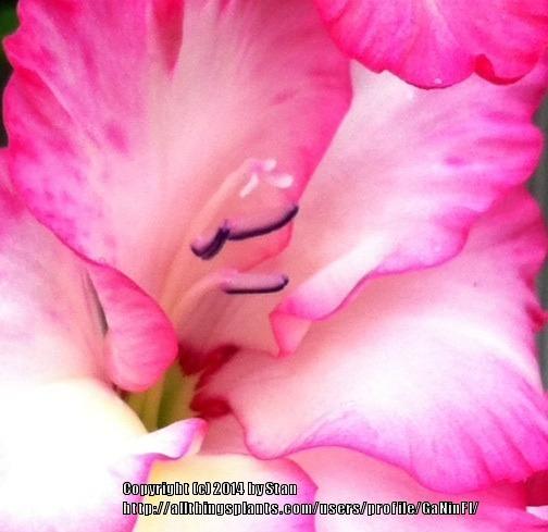 Photo of Hybrid Gladiola (Gladiolus x gandavensis 'Priscilla') uploaded by GaNinFl