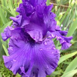 Location: My garden, central NJ, Zone 7A
Date: 5/9/12
Iris Magheralin