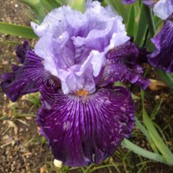 Location: My garden, central NJ, Zone 7A
Date: May 2nd
Iris glacier Melt