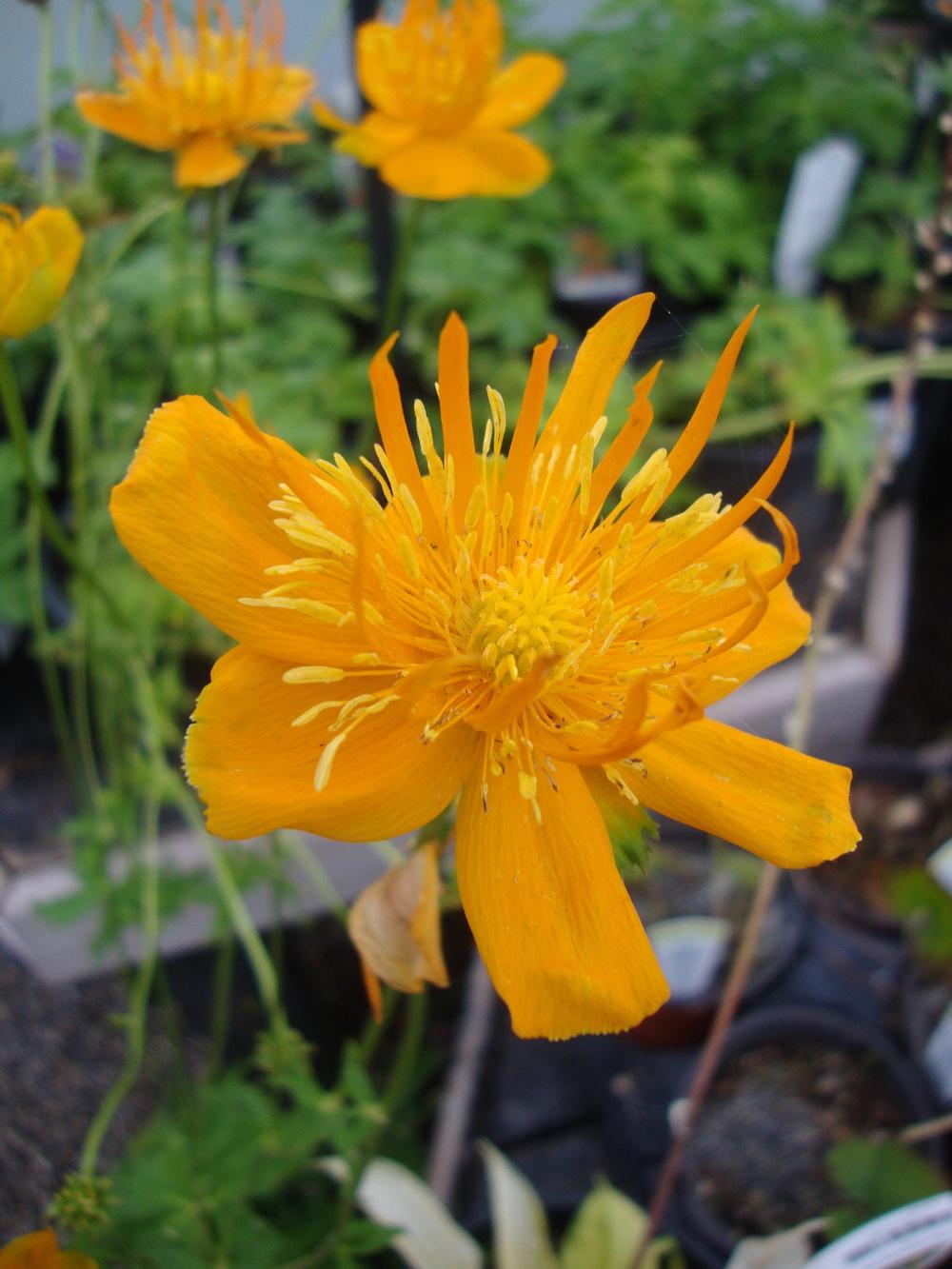 Photo of Chinese Globe Flower (Trollius chinensis 'Golden Queen') uploaded by Paul2032