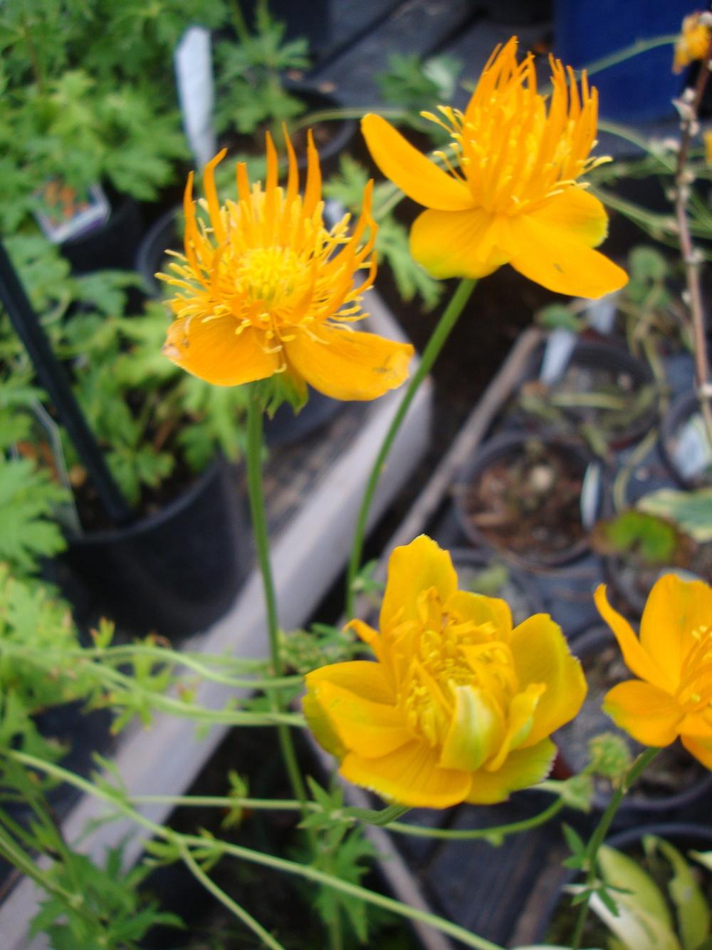 Photo of Chinese Globe Flower (Trollius chinensis 'Golden Queen') uploaded by Paul2032
