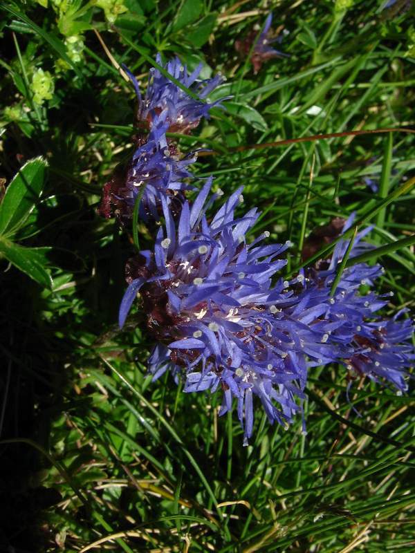 Photo of Sheep's Bit Scabious (Jasione laevis) uploaded by admin