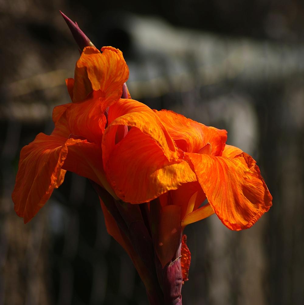 Photo of Canna (Canna x generalis 'Wyoming') uploaded by dirtdorphins
