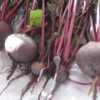 Small, quick growing beet, fairly sweet
