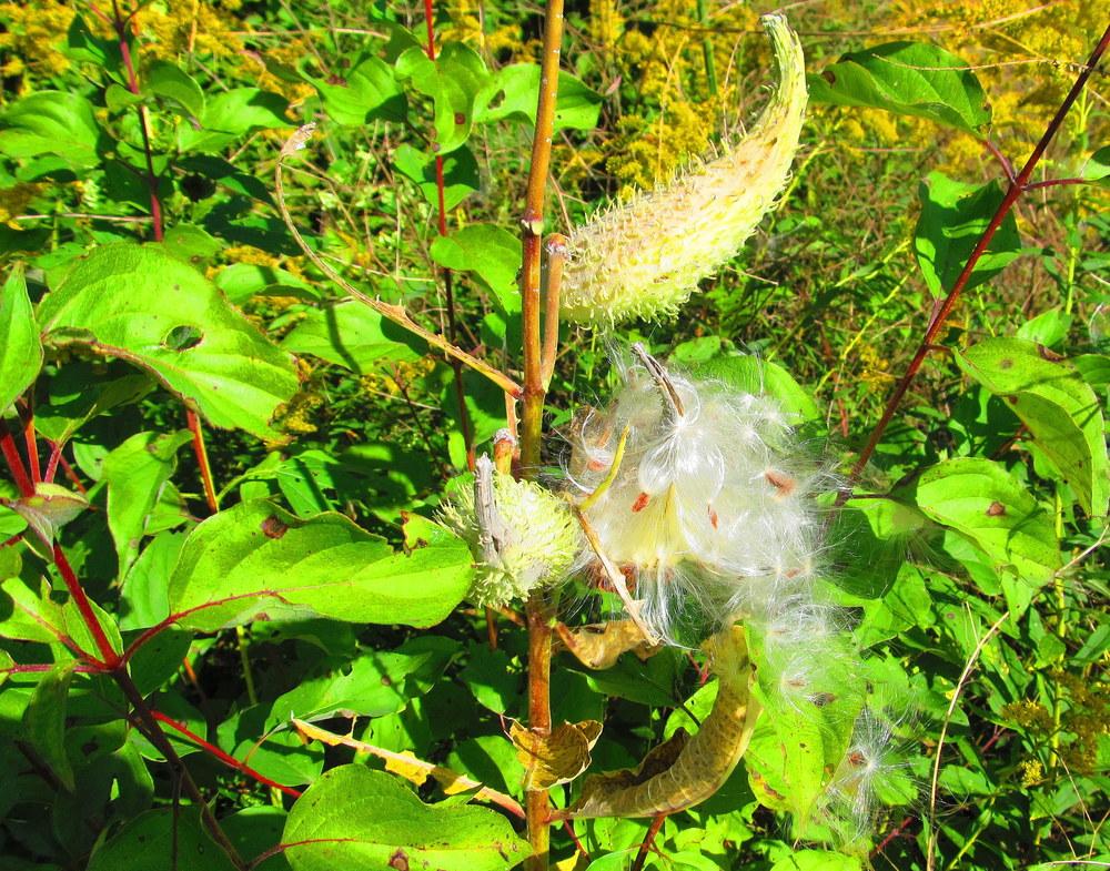 Photo of Common Milkweed (Asclepias syriaca) uploaded by jmorth