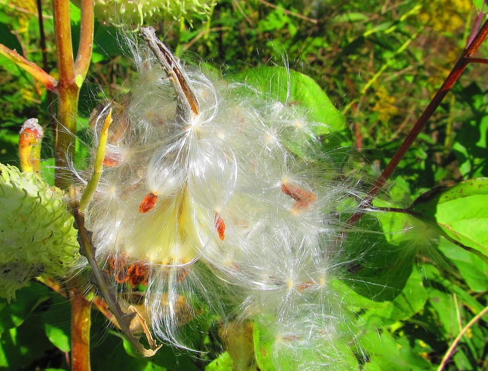 Photo of Common Milkweed (Asclepias syriaca) uploaded by jmorth
