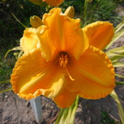 Location: Currie's Daylily Farm
Date: 2014-08-14