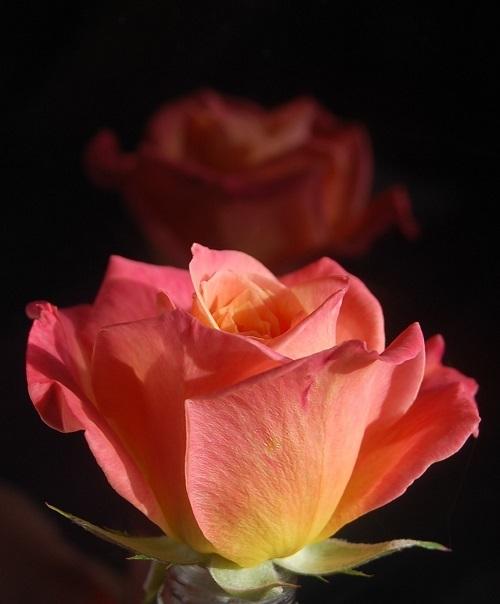 Photo of Rose (Rosa 'Arizona') uploaded by pixie62560