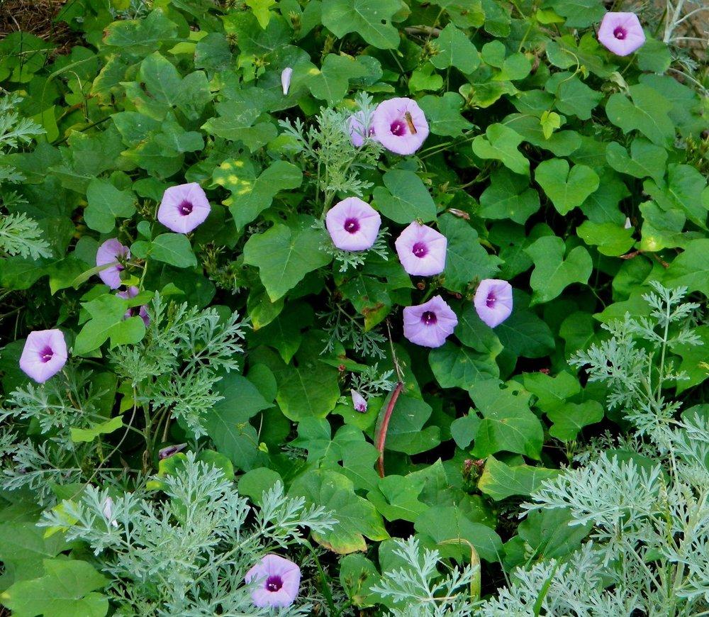 Photo of Morning Glory (Ipomoea cordatotriloba) uploaded by wildflowers